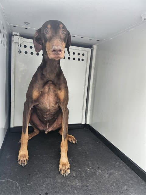 Yurbic - Doberman Pinscher