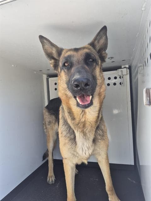 Unknown - German Shepherd Dog