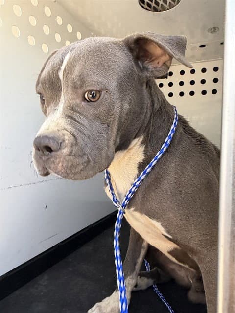 Unknown - Pit Bull Terrier