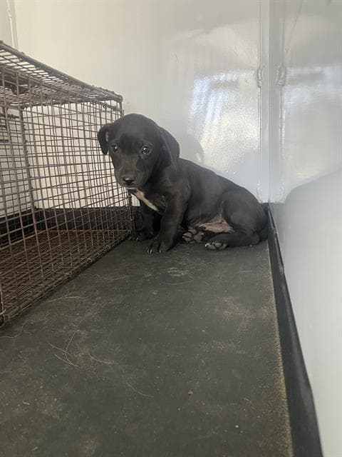 Unknown - Pit Bull Terrier