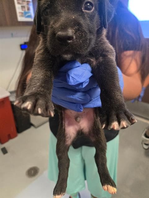 Unknown - Labrador Retriever