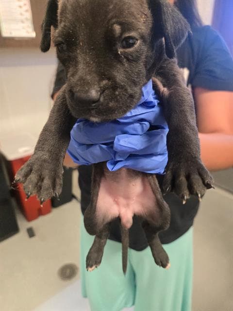 Unknown - Labrador Retriever