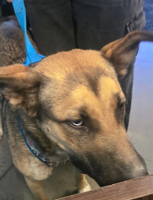 Peaches - German Shepherd Dog