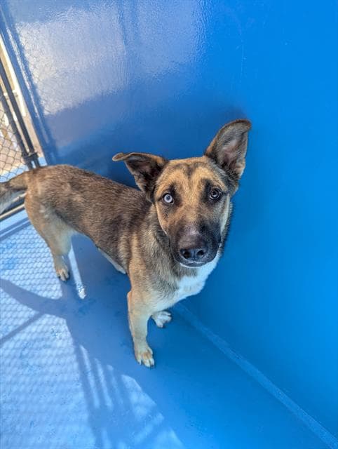 Peaches - German Shepherd Dog