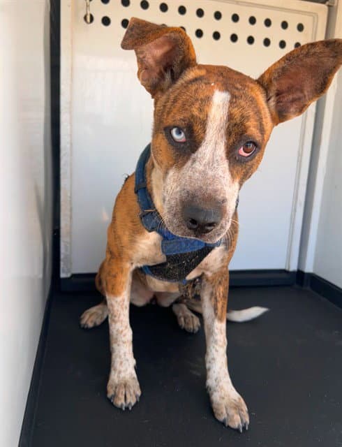 Unknown - Pit Bull Terrier