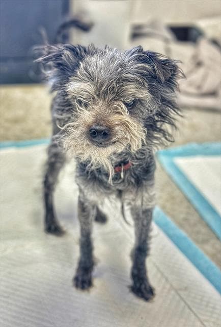Unknown - Maltese
