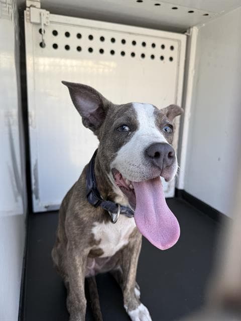 Unknown - Pit Bull Terrier
