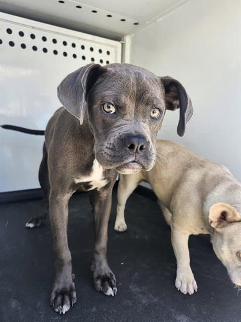 Unknown - Boxer