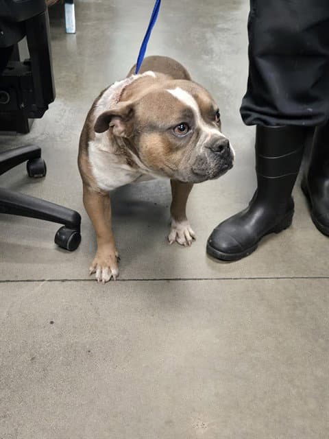 Chunks - Pit Bull Terrier