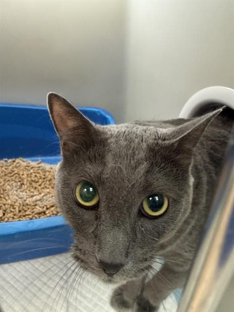 Unknown - Domestic Short Hair