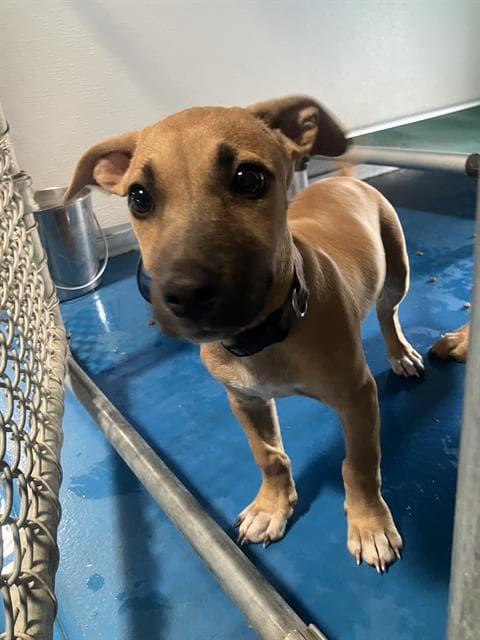Unknown - Pit Bull Terrier