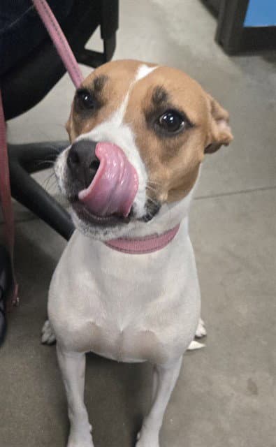 Pearl - Pit Bull Terrier