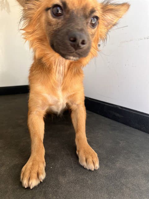 Unknown - Pomeranian