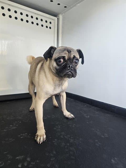 Unknown - Pug
