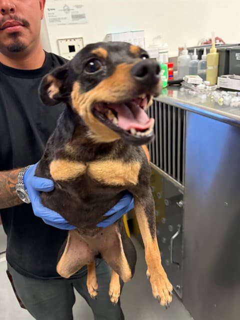 Unknown - Miniature Pinscher