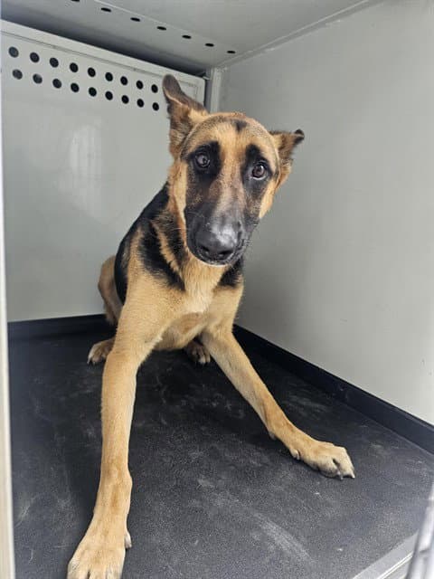 Unknown - German Shepherd Dog