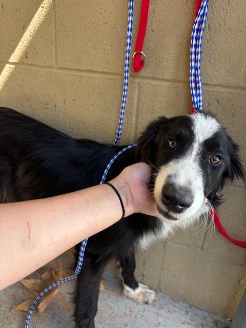 Unknown - Border Collie