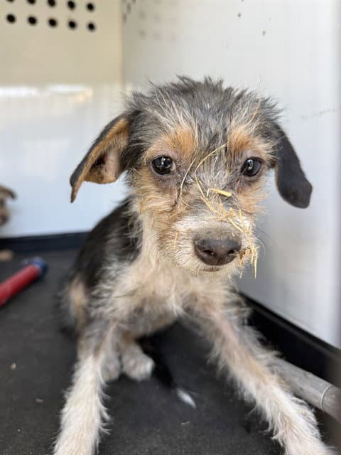 Unknown - Terrier