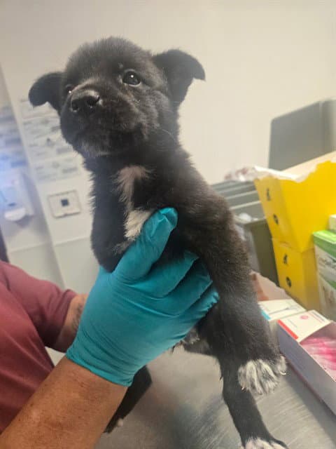 Unknown - Queensland Heeler