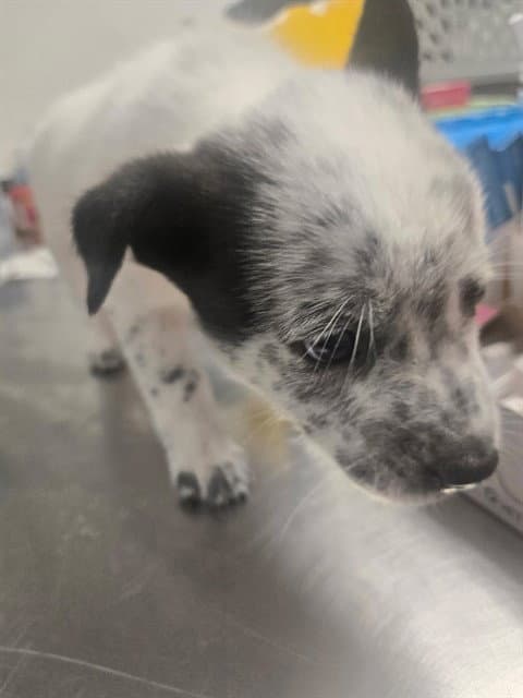 Unknown - Queensland Heeler
