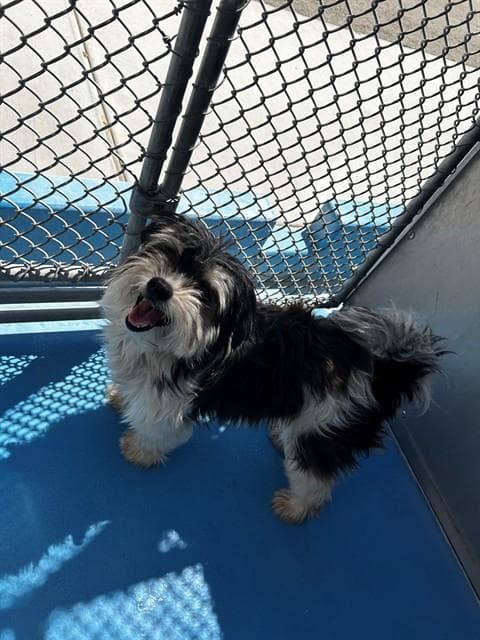 Unknown - Shih Tzu