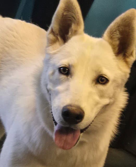 Unknown - German Shepherd Dog
