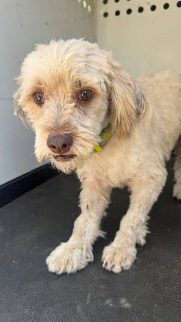 Unknown - Poodle (Miniature)