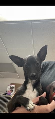 Jackson - Chihuahua