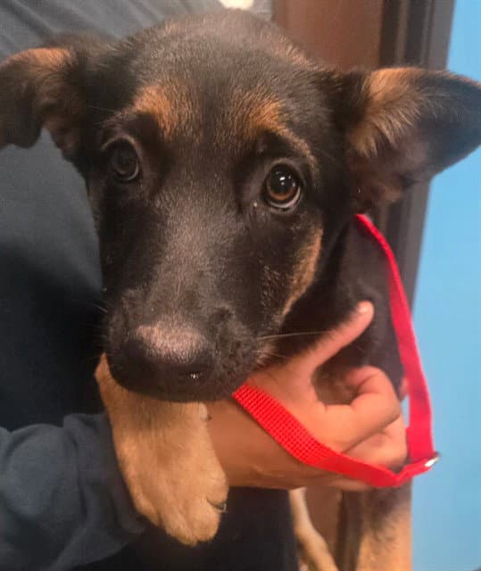 Unknown - German Shepherd Dog