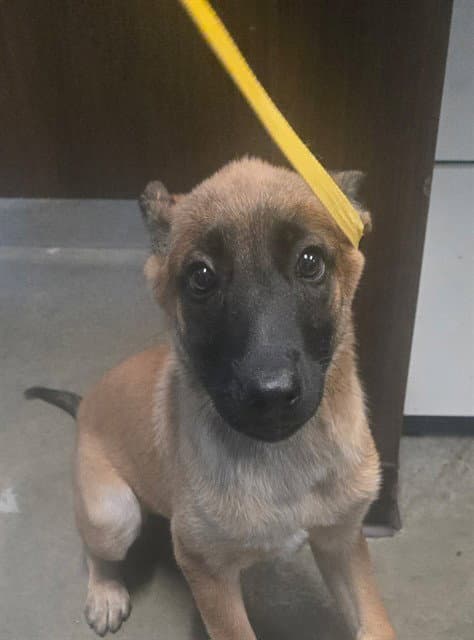 Unknown - German Shepherd Dog