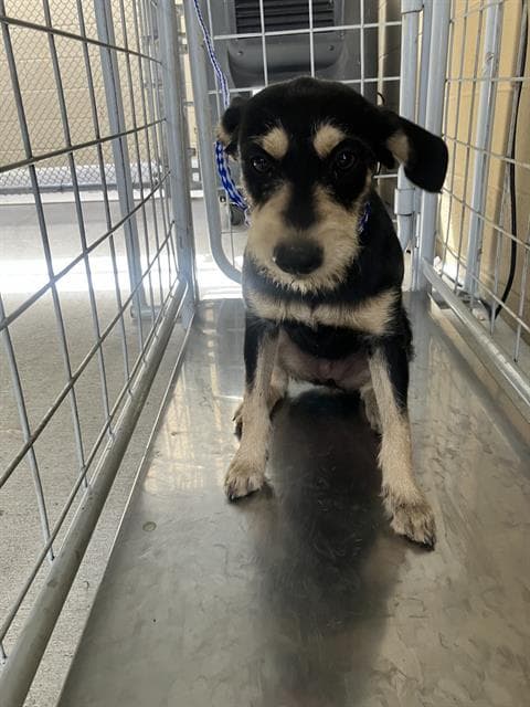 Unknown - Terrier