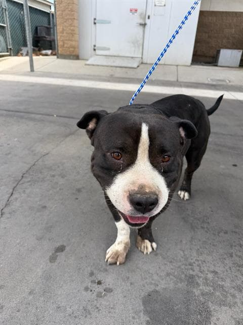 Unknown - Pit Bull Terrier