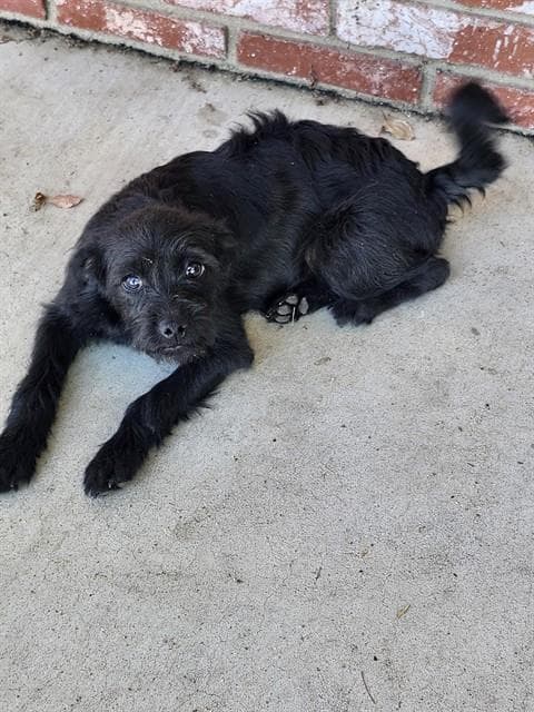 Unknown - Terrier