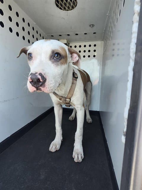 Unknown - Pit Bull Terrier