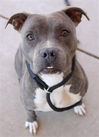 Siggy - Pit Bull Terrier