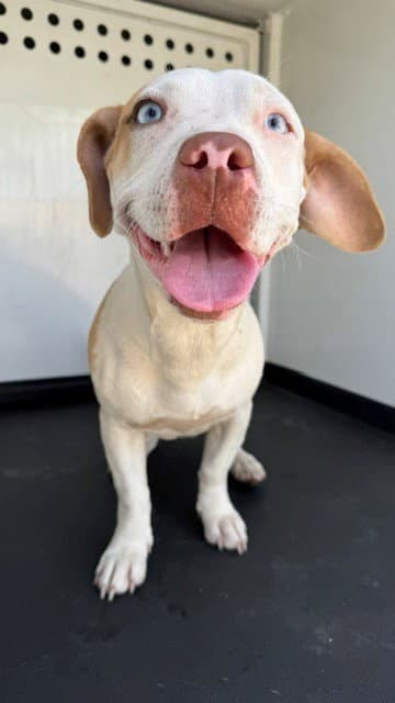 Angel - American Pit Bull Terrier