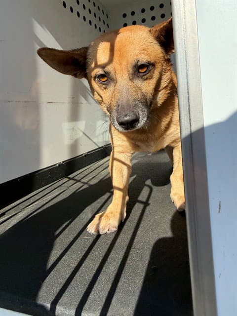 Unknown - Chihuahua