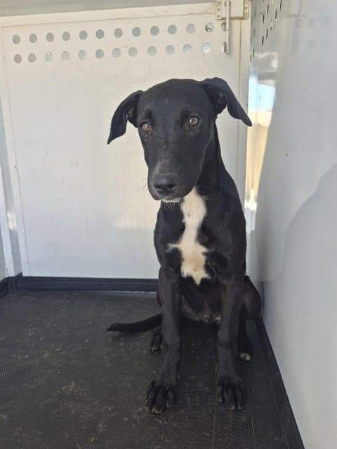 Unknown - Labrador Retriever