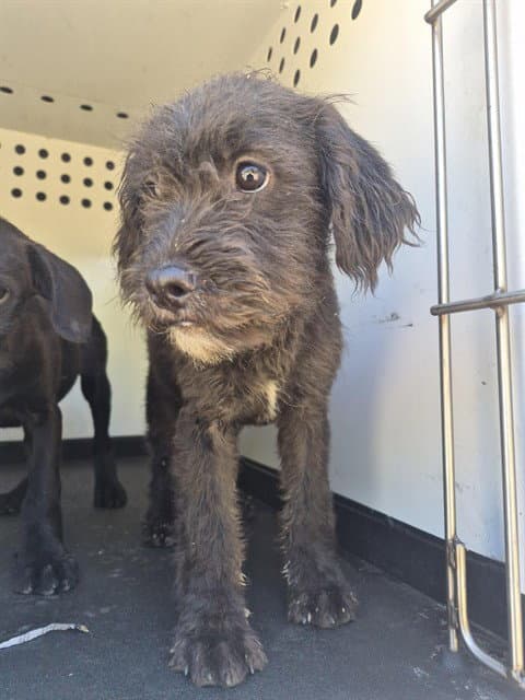 Unknown - Terrier