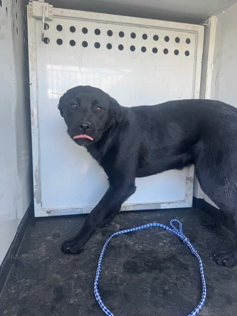 Unknown - Labrador Retriever
