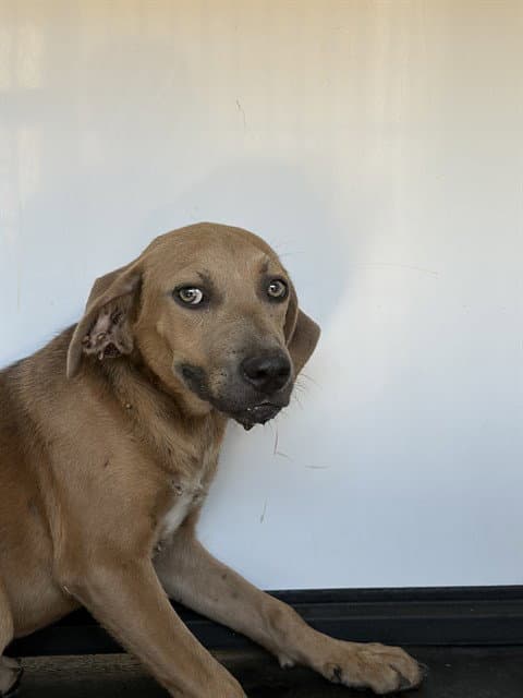 Unknown - Pit Bull Terrier