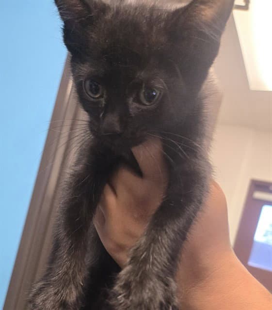 Unknown - Domestic Short Hair