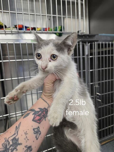 Unknown - Domestic Short Hair