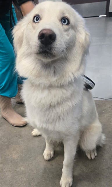 Unknown - Siberian Husky