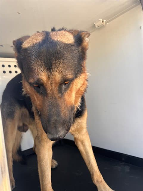 Unknown - German Shepherd Dog