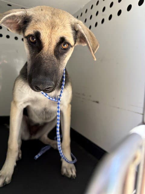 Unknown - German Shepherd Dog