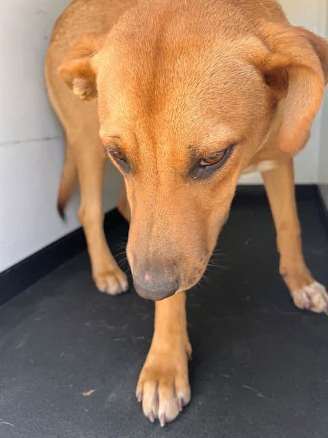 Unknown - Labrador Retriever