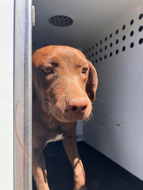 Unknown - Labrador Retriever