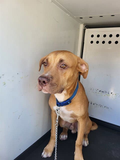 Unknown - Pit Bull Terrier