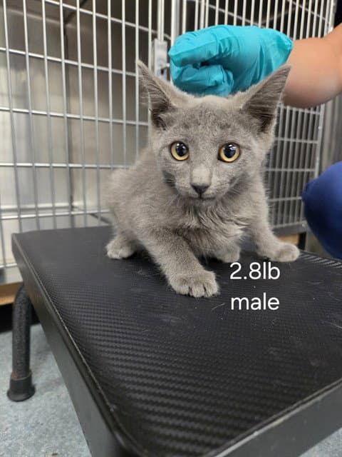 Unknown - Domestic Short Hair